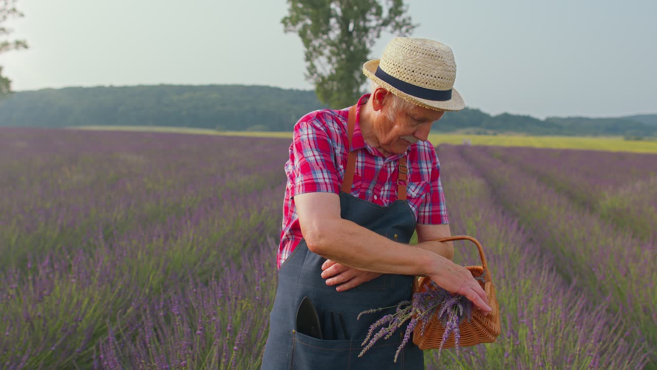 Šťastný starší farmář, dědeček, na poli pěstuje fialovou levanduli a zvedá pěsti v gestu „Dokázal jsem to!“