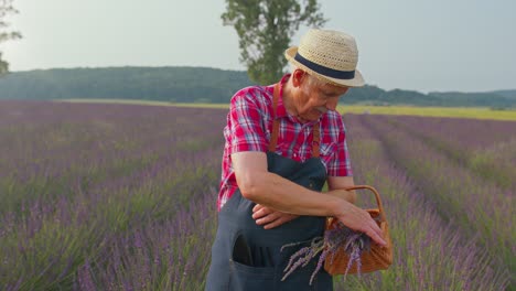 Happy-senior-farmer-grandfather-in-field-growing-purple-lavender,-raising-fists-in-gesture-I-did-it