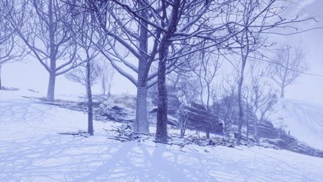 winter landscape showcasing bare trees surrounded by fresh snowfall