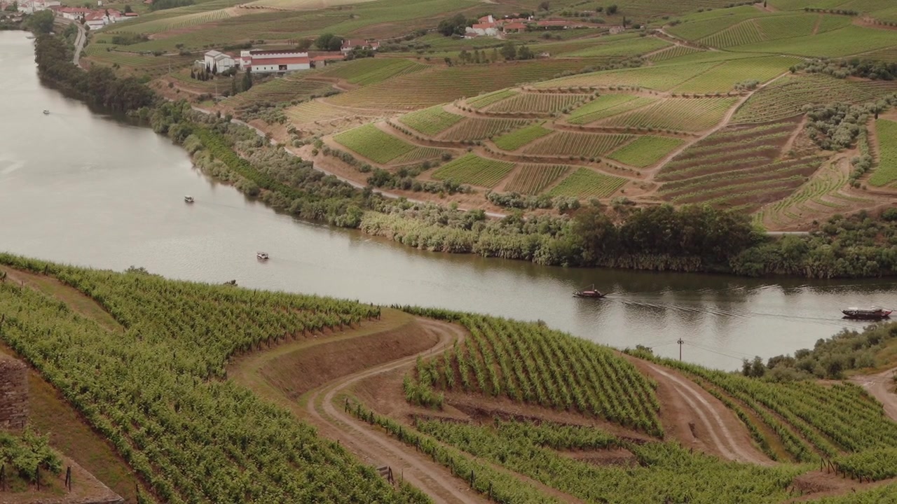 Vigneti a terrazze costeggiano il fiume Douro mentre le barche rabelo scivolano oltre gli edifici delle tenute vinicole.