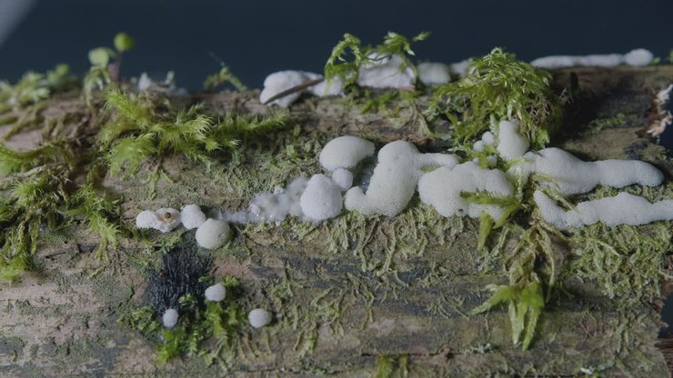 Muffa melmosa Ceratiomyxa porioides su albero marcio, ripresa ravvicinata con panning.