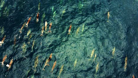 large family of spinner dolphins swimming together in the ocean - aerial shot