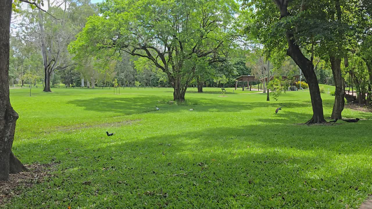 Un exuberante parque verde en Ayr, Queensland del Norte, con cacatúas negras volando y aterrizando en el césped