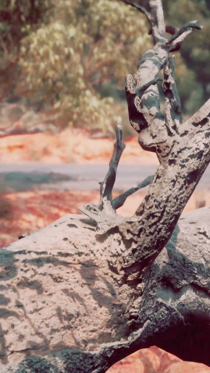 Close up of a fallen tree trunk in the forest