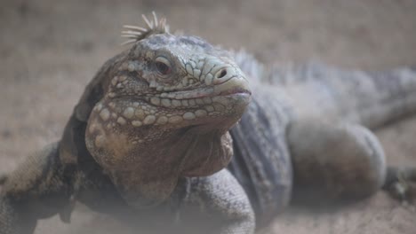 macro photography of a terrestrial lizard a scaled reptile. a close-up of a lizard, a terrestrial reptile from the iguania suborder, showcasing its scaled body, snout, and claws captured through macro photography