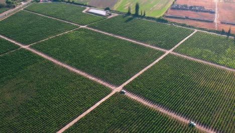 Toma-Aérea-De-Agricultores-Inspeccionando-Los-Viñedos-Segregados-Saludables-En-El-Valle-Del-Maipo,-Chile