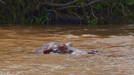 Toma-En-Cámara-Lenta-De-Hipopótamo,-Hipopótamo,-Desapareciendo-Bajo-El-Agua-Del-Río-Mara,-Vida-Silvestre-Africana-En-La-Reserva-Nacional-Masai-Mara,-Kenia,-Conservación-Del-Norte