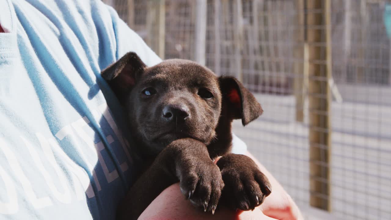 perro en un refugio con un voluntario