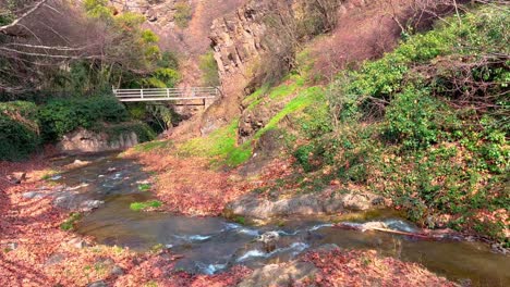 a forest stream inside a mountain forest