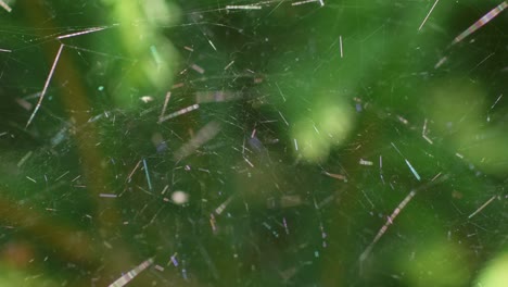 araña sentada en su tela la luz del sol reflejando los delicados hilos