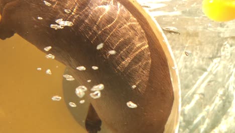 river otters shot underwater at zoo