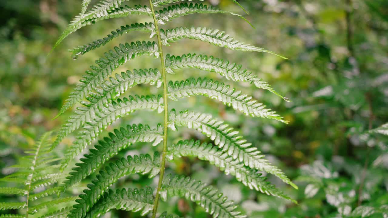Close-up of a Lush Green Fern Leaf