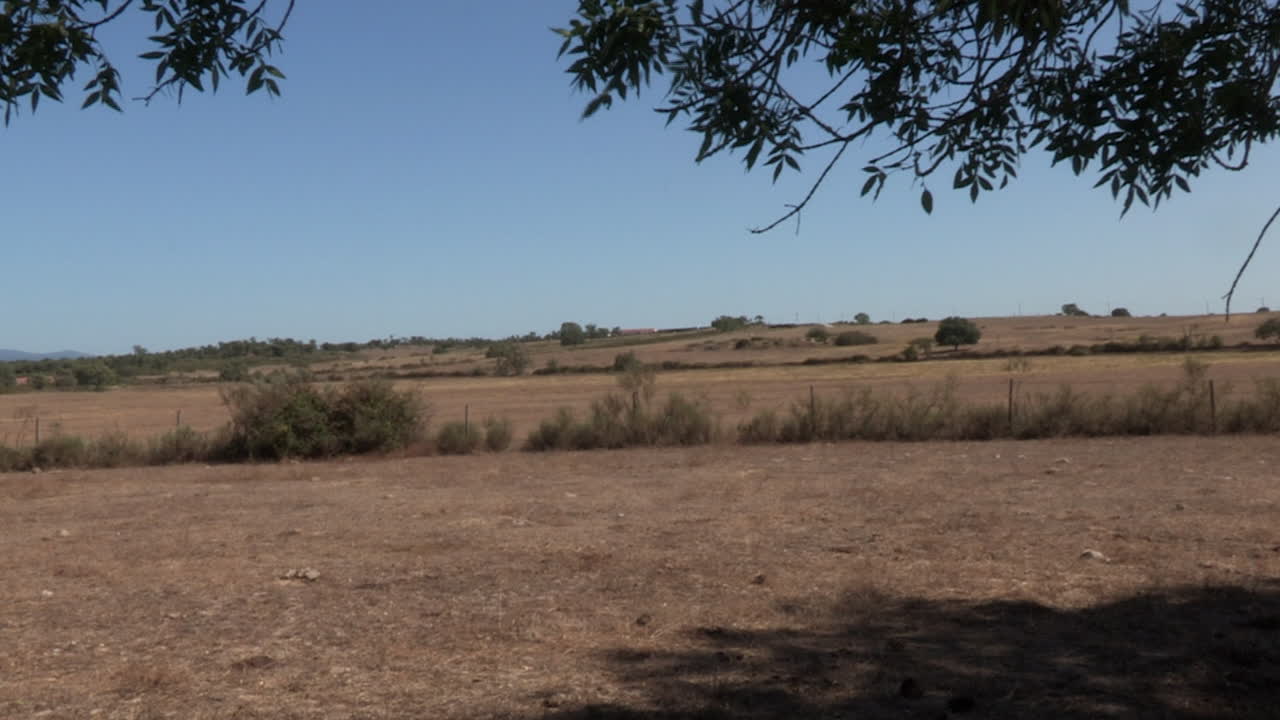 paisaje de alentejo en tonos marrones y algunos árboles en el medio