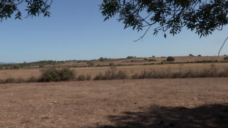 Alentejo-Landschaft-In-Brauntönen-Und-Einigen-Bäumen-In-Der-Mitte