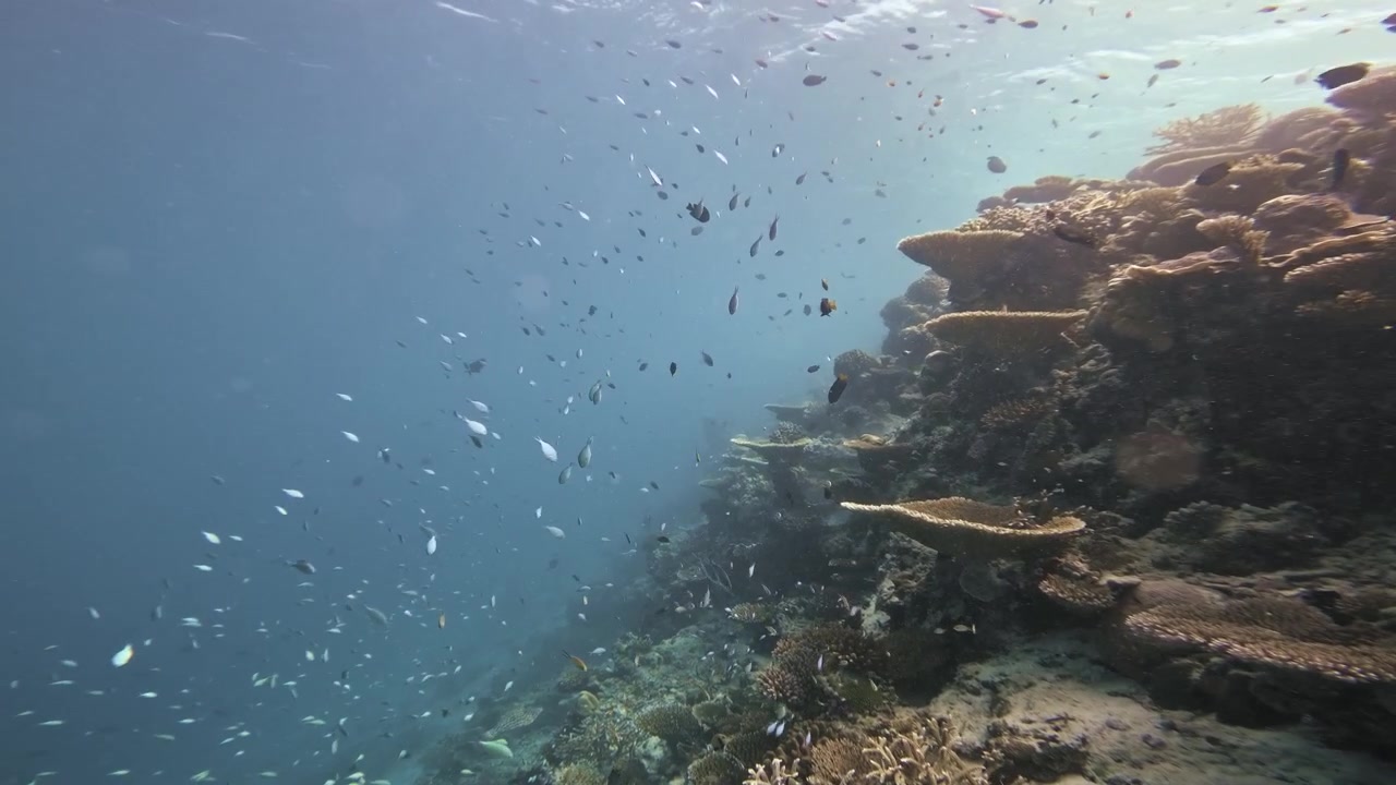 Et undervandskamera glider langs et solbeskinnet koralrev, mens stimer af tropiske fisk bevæger sig gennem blåt havvand på Maldiverne, hvilket afslører et mangfoldigt marint økosystem.