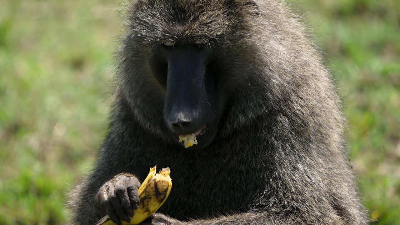 Chacma baboon using hands and teeth to peel and eat a banana; close-up