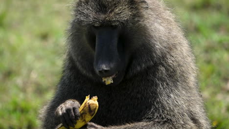 chacma baboon using hands and teeth to peel and eat a banana; close-up