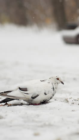paloma comiendo desde el suelo cubierto de nieve, con una persona caminando al lado, figura borrosa en el fondo cerca del banco, capturando la vida silvestre urbana en invierno