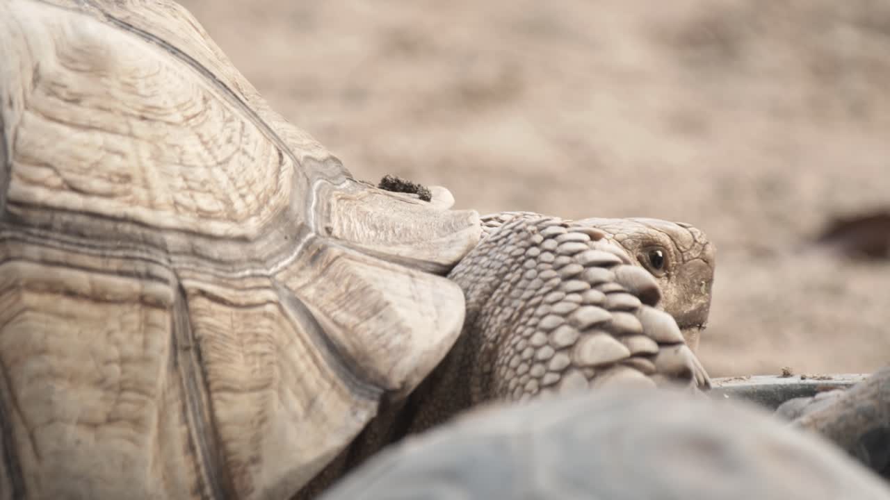 Close-up slow motion shot of a small tortoise in sand, surrounded by other tortoises