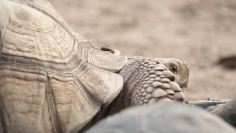 close-up slow motion shot of a small tortoise in sand, surrounded by other tortoises