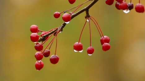 Sharp vivid macro shot of red berries with rain droplets on fall background