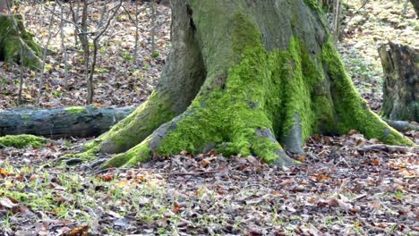 Mossy woodland forest tree trunks roots on Autumn leafy floor