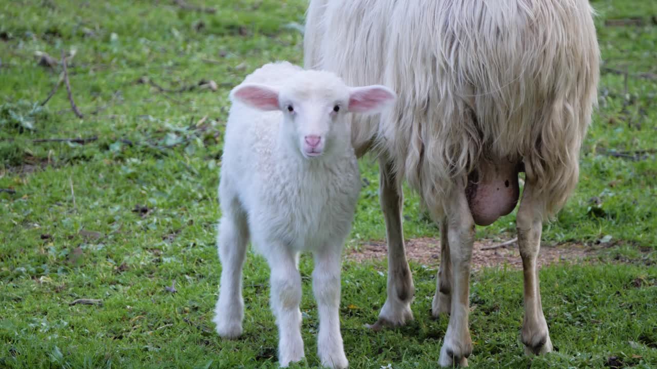 이탈리아 사르데냐에 있는 어머니의 우유를 마시는 사랑스럽고 푹신한 흰 양