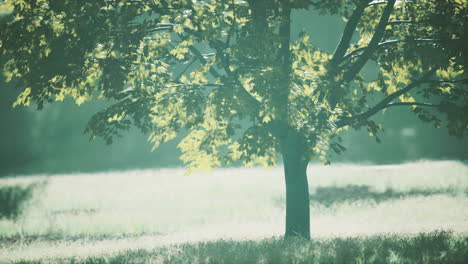 Lush-green-young-leaves-of-maple-illuminated-by-bright-sunlight-at-spring