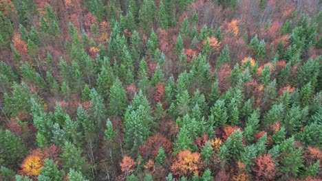 left-to-right-pan-shot-of-the-needle-forest-in-the-tundra-region-of-Europe