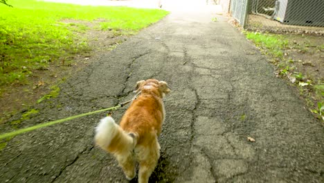 dog sprinting and walking on pathway at park on leash