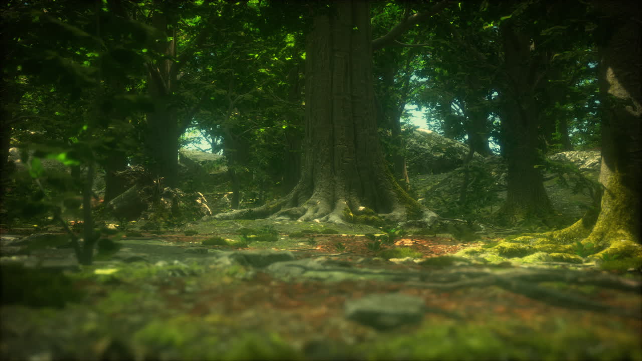 모스와  ⁇ 빛이 빛나는 어두운 숲