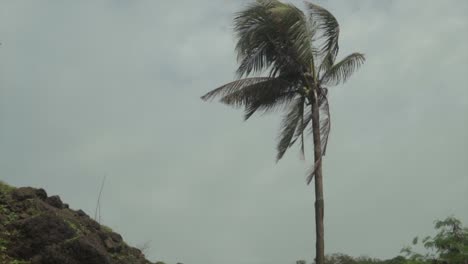 palm or coconut tree being moved by wind blows, monsoon storm, slow motion