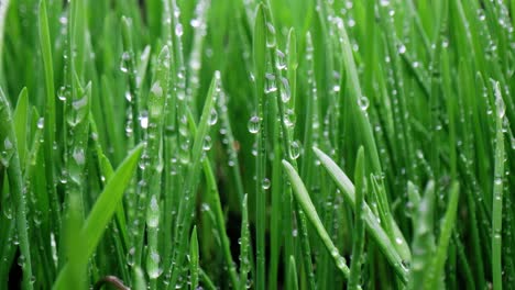 green grass close-up super macro shooting.