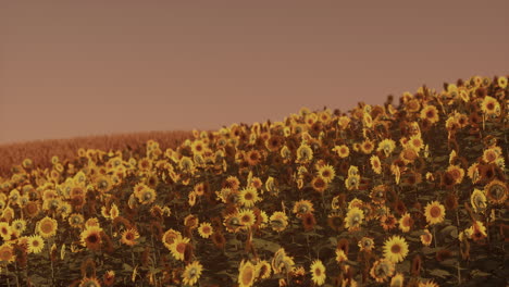 field of blooming sunflowers on a background sunset