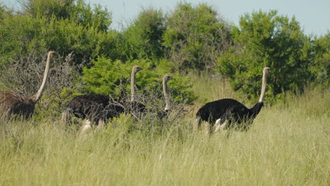 Una-Bandada-De-Avestruces-Recorre-La-Sabana-Africana