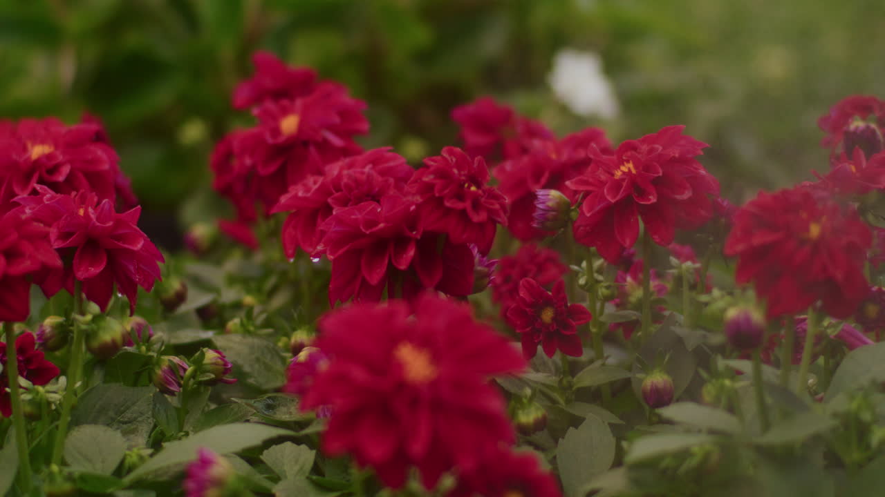 Vandingssystem vander blomsterfrøplanter i drivhus