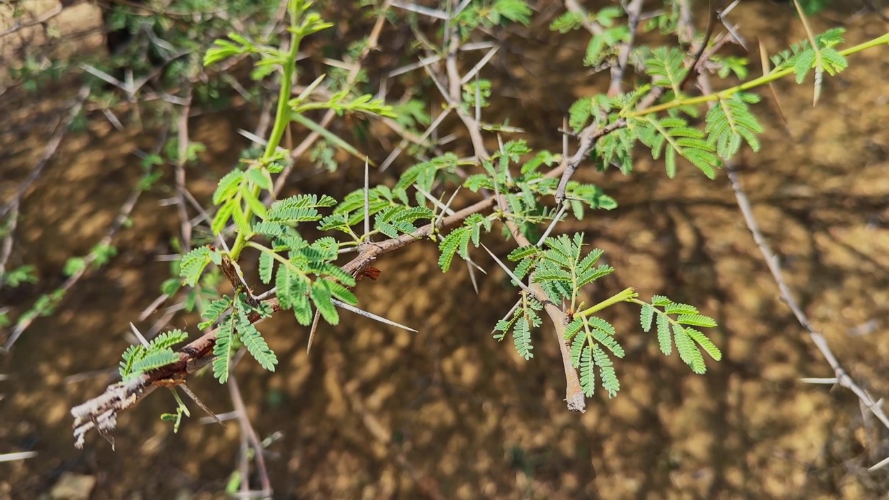 Primo piano di un ramo di albero di babool con spine affilate e foglie verdi fresche, alla luce naturale del giorno all'aperto!