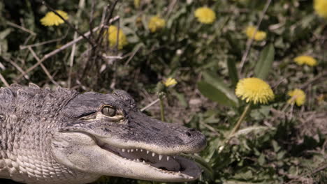 Gefährlicher-Alligator,-Der-Zeitlupe-Verfolgt