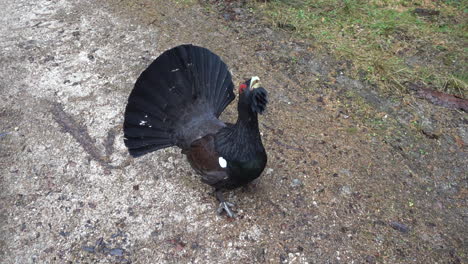 capercaillie makes a breeding display