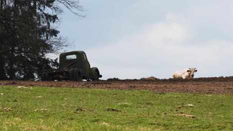 the cow rests on the farm on the second day