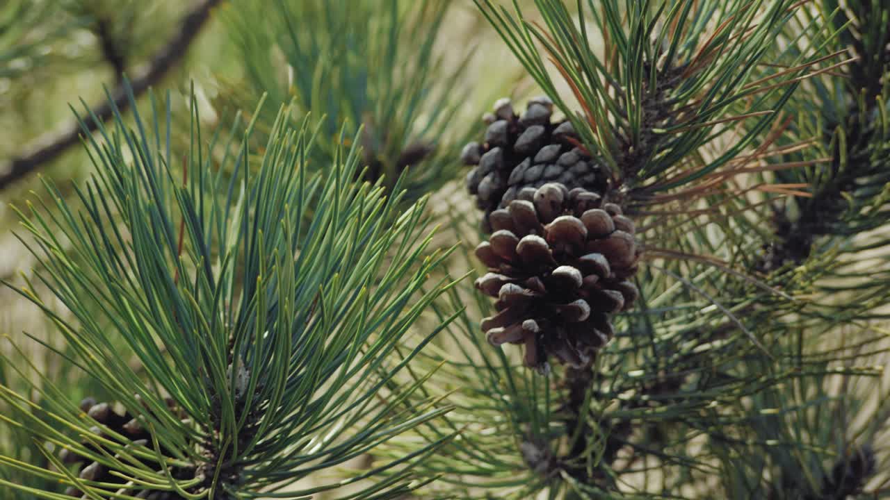 Pigne e aghi di pino su un pino che ondeggiano al vento in una calda giornata di sole