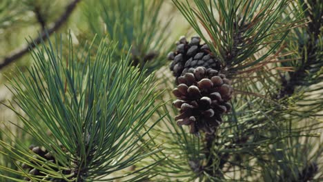 pinecones and pine needles in a pine tree blowing in the wind on a warm sunny day