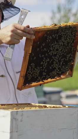 apiarist examines bees in sunny day. beekeeper in white suit holding a frame with bees and putting it into a beehive. apiculture concept. vertical video