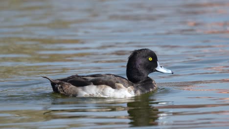 An-immature-Tufted-Duck-swimming-around-on-a-lake