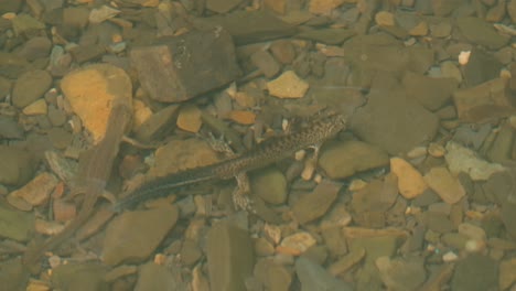 salamandra en una corriente clara