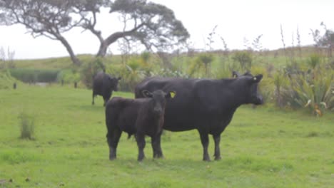 view from a car of a field with cows in slow motion