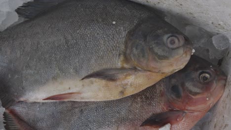 fresh fish kept at snow box at retail shop for sale at day from different angle