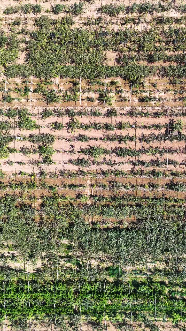 Vertical drone view of kiwi farms located in Zhouzhi County, Shaanxi Province, China