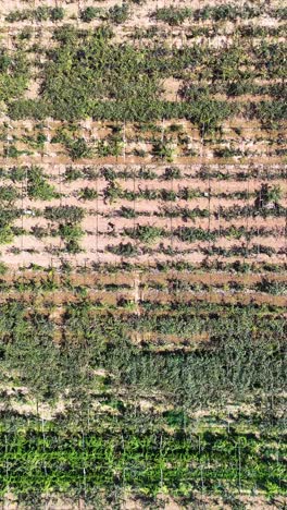 vertical drone view of kiwi farms located in zhouzhi county, shaanxi province, china