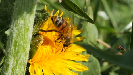 dangerous bee collecting pollen during pollination process in summer